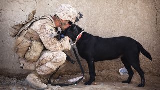 Солдат с собакой